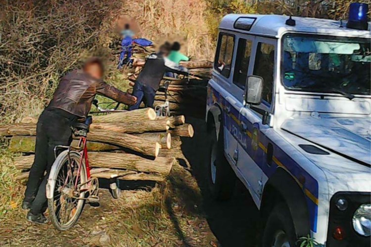 Slika 2015/SUMSKE KRADE/slika_2.jpg